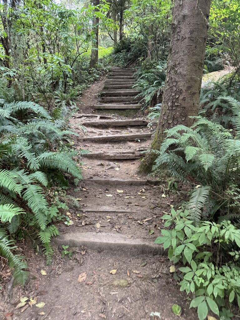 Forest stairs on a section of the Oregon Coast Trail