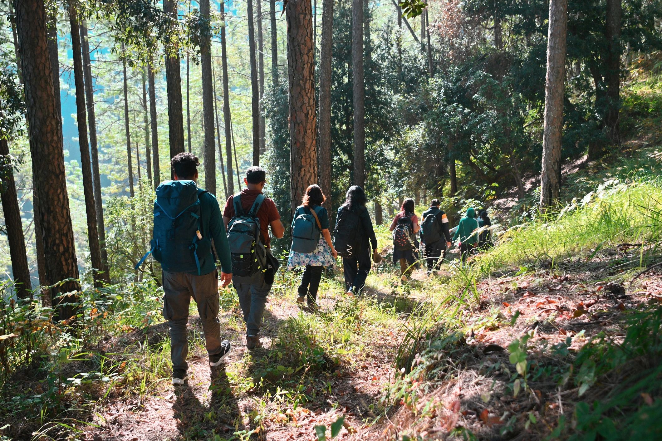 Group hiking on a forest trail