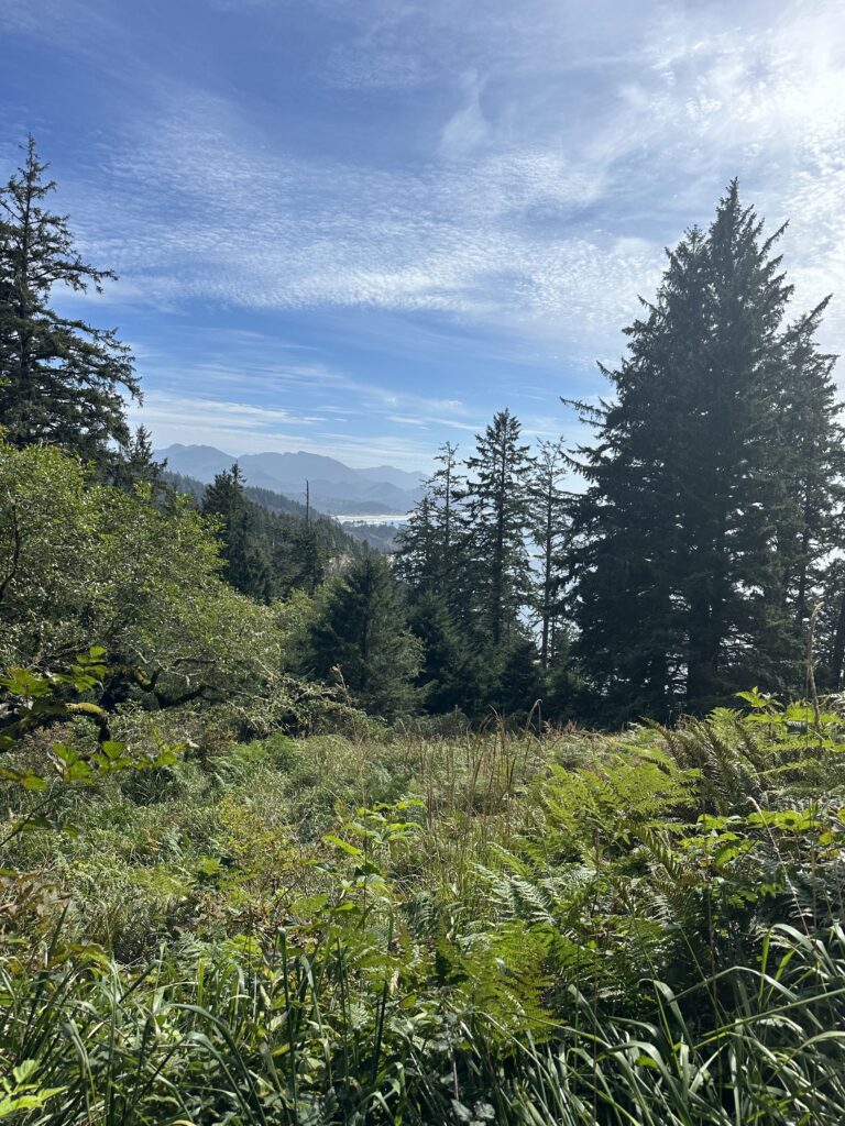 Tall evergreens and ferns on a quiet forest trail